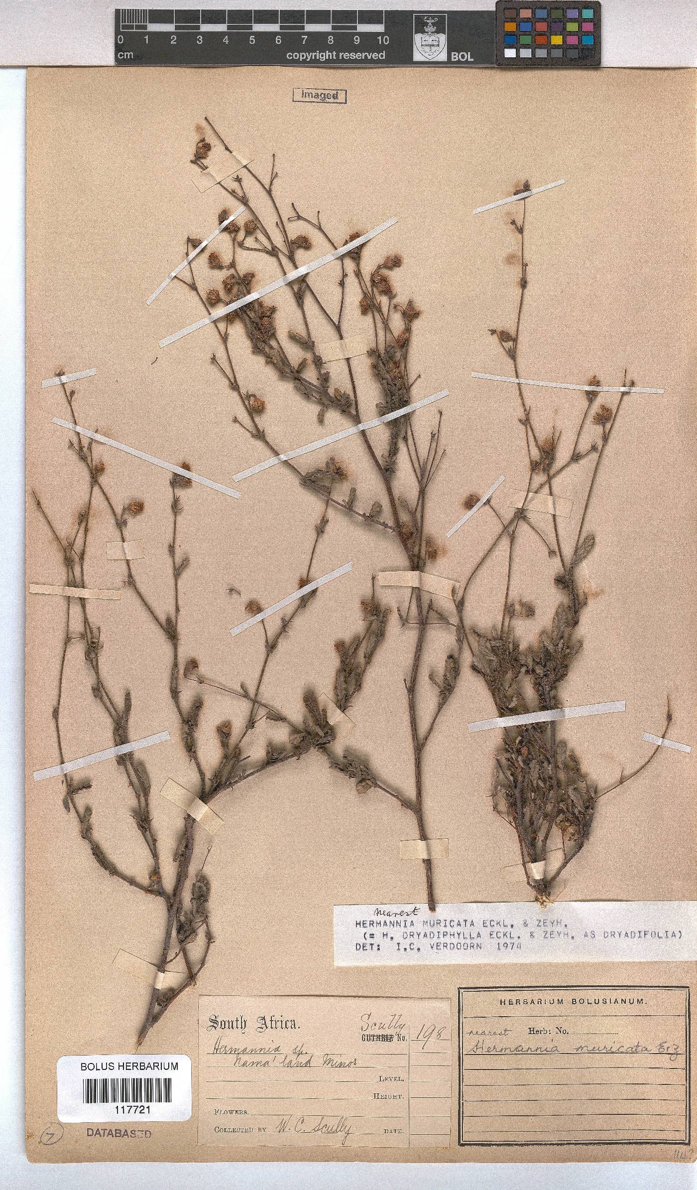Hermannia muricata image