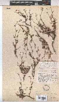 Hermannia muricata image