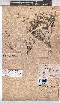 Hermannia muricata image