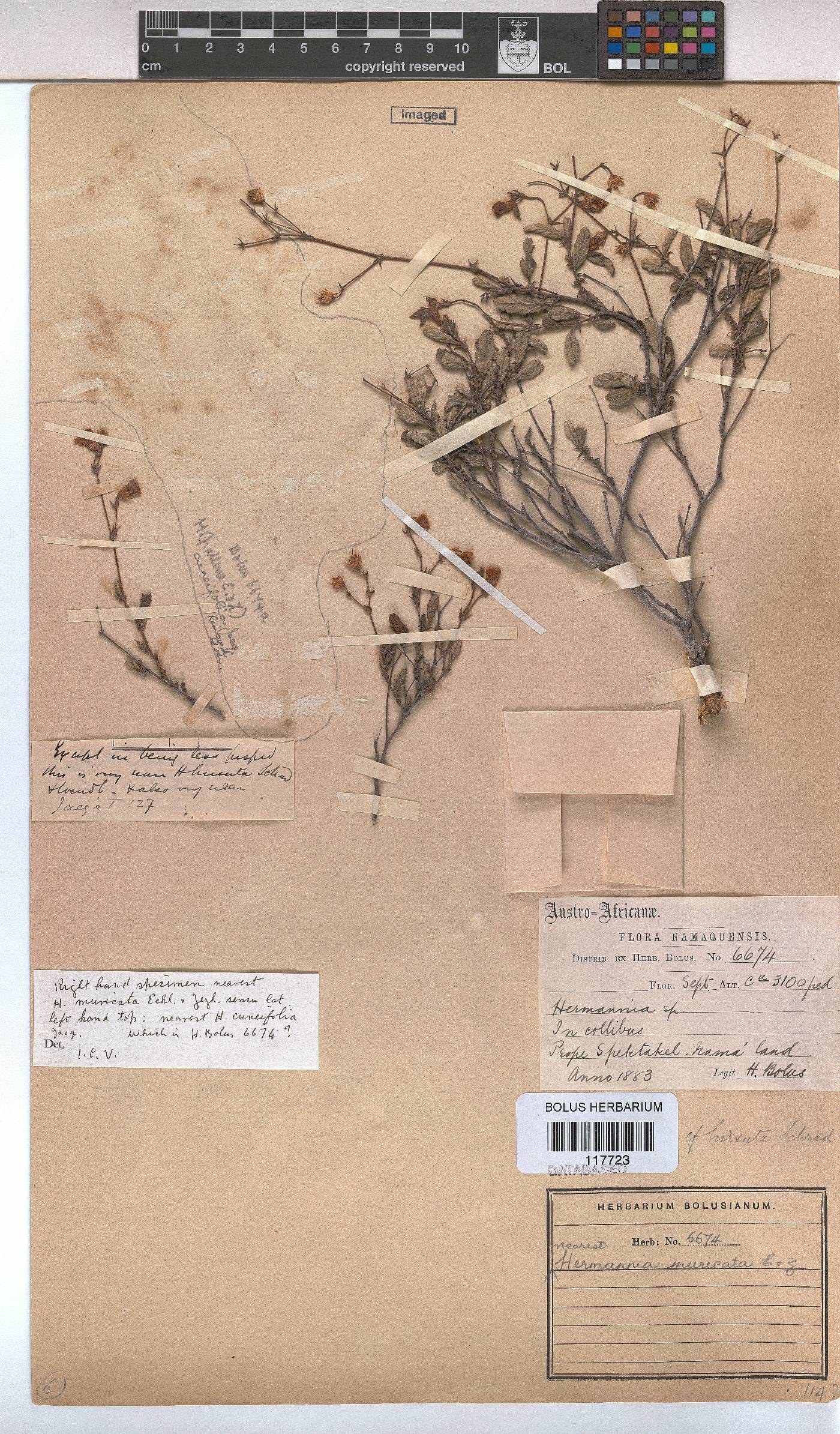 Hermannia muricata image