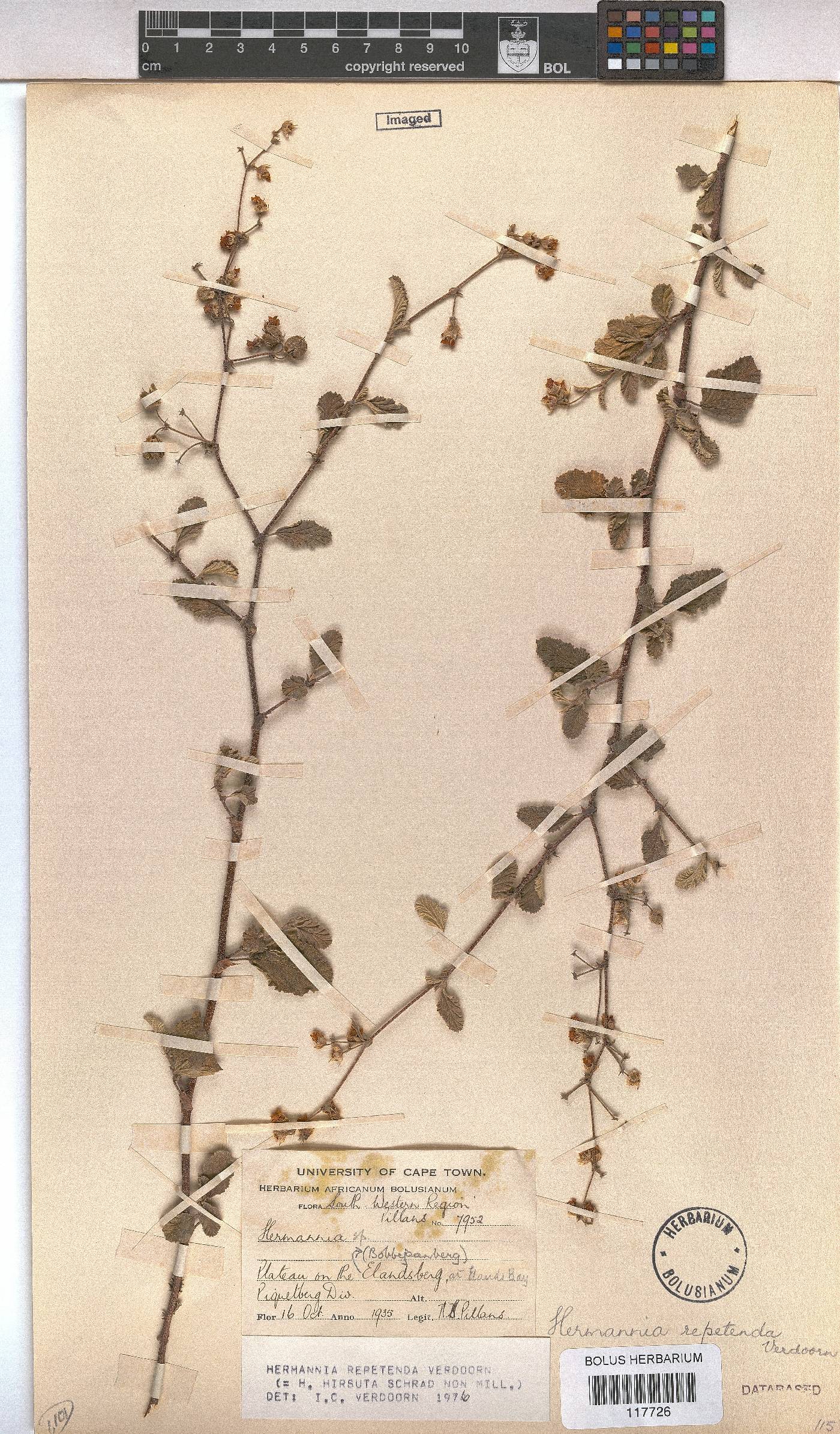 Hermannia repetenda image