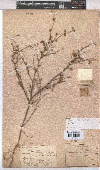 Hermannia rigida image