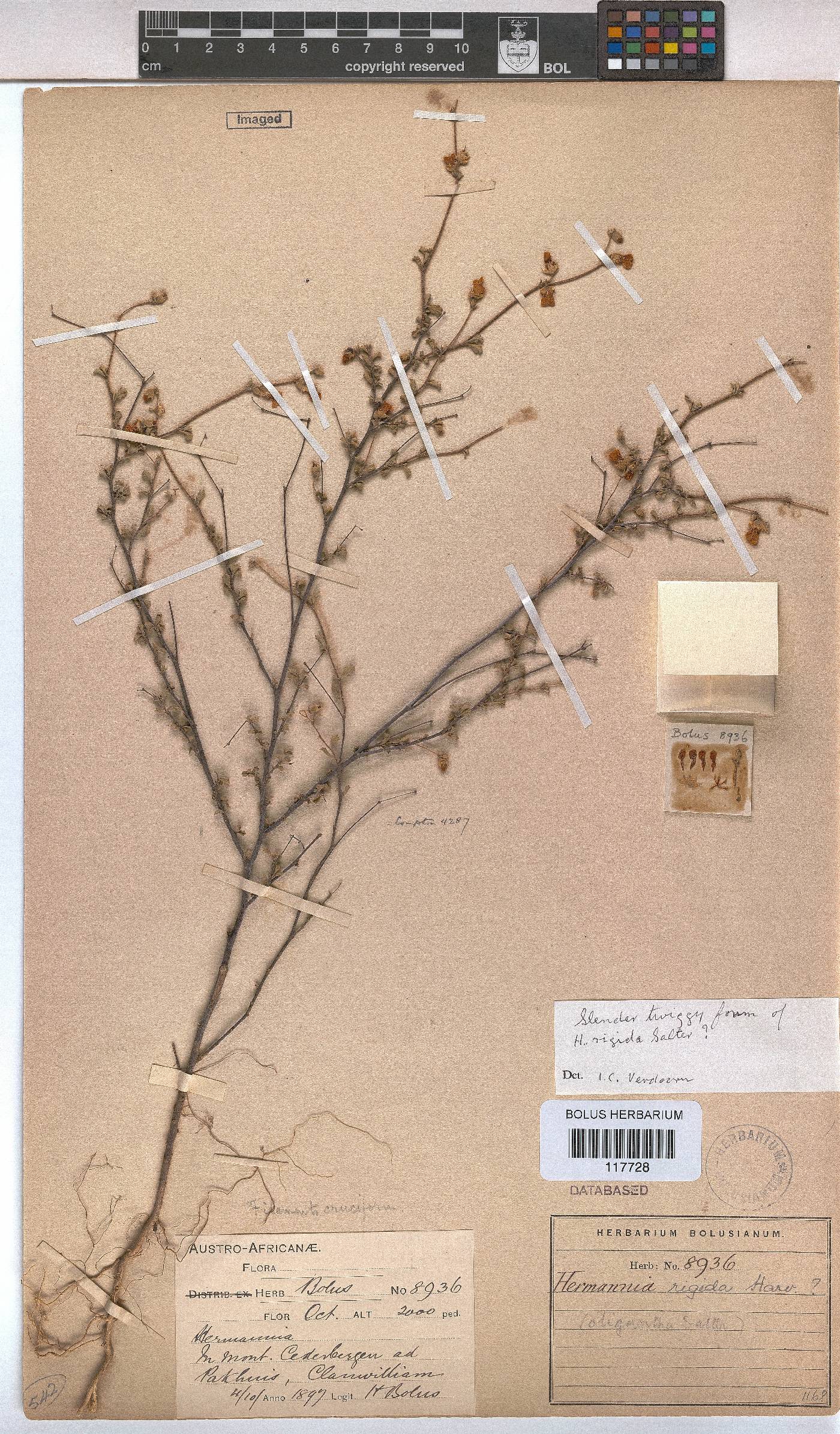 Hermannia rigida image