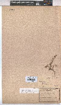 Hermannia rigida image