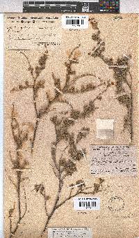 Hermannia rigida image