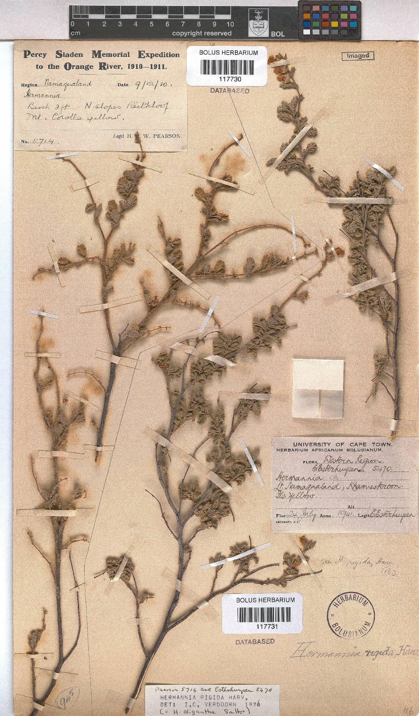 Hermannia rigida image
