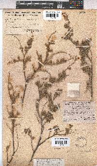Hermannia rigida image