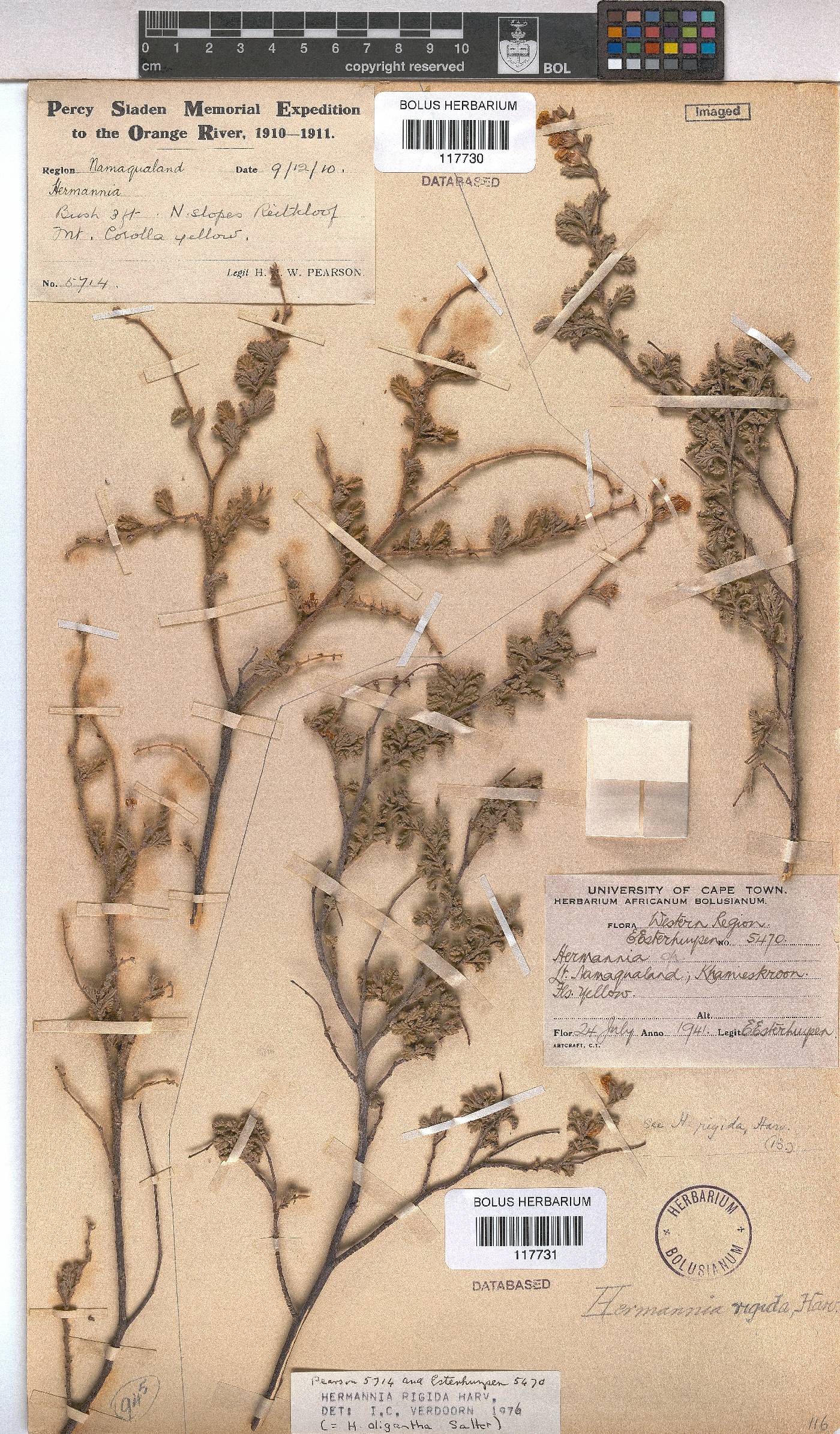 Hermannia rigida image