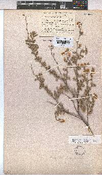 Hermannia rigida image