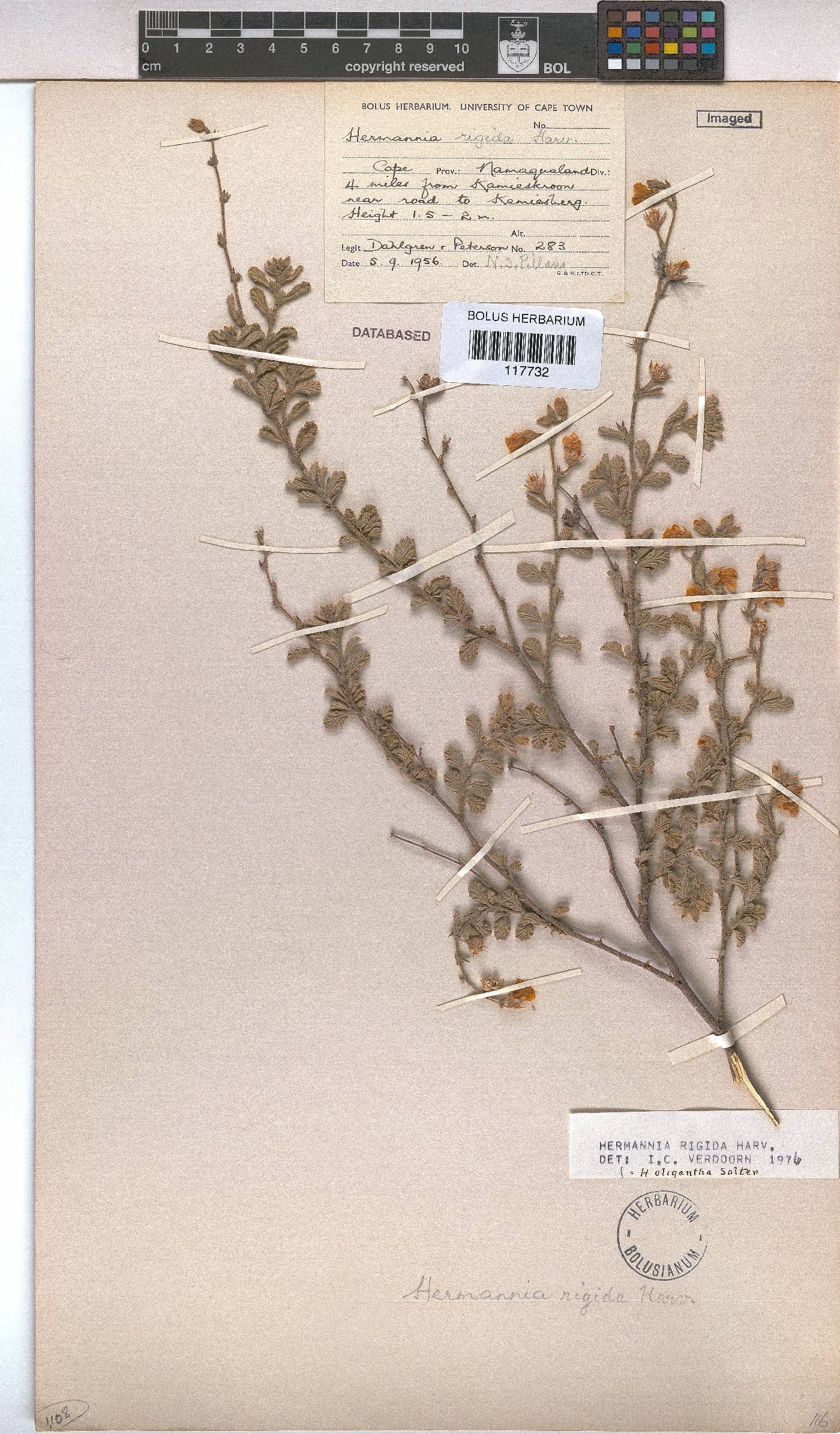 Hermannia rigida image