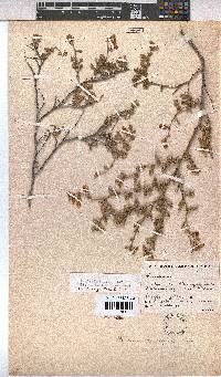 Hermannia rigida image