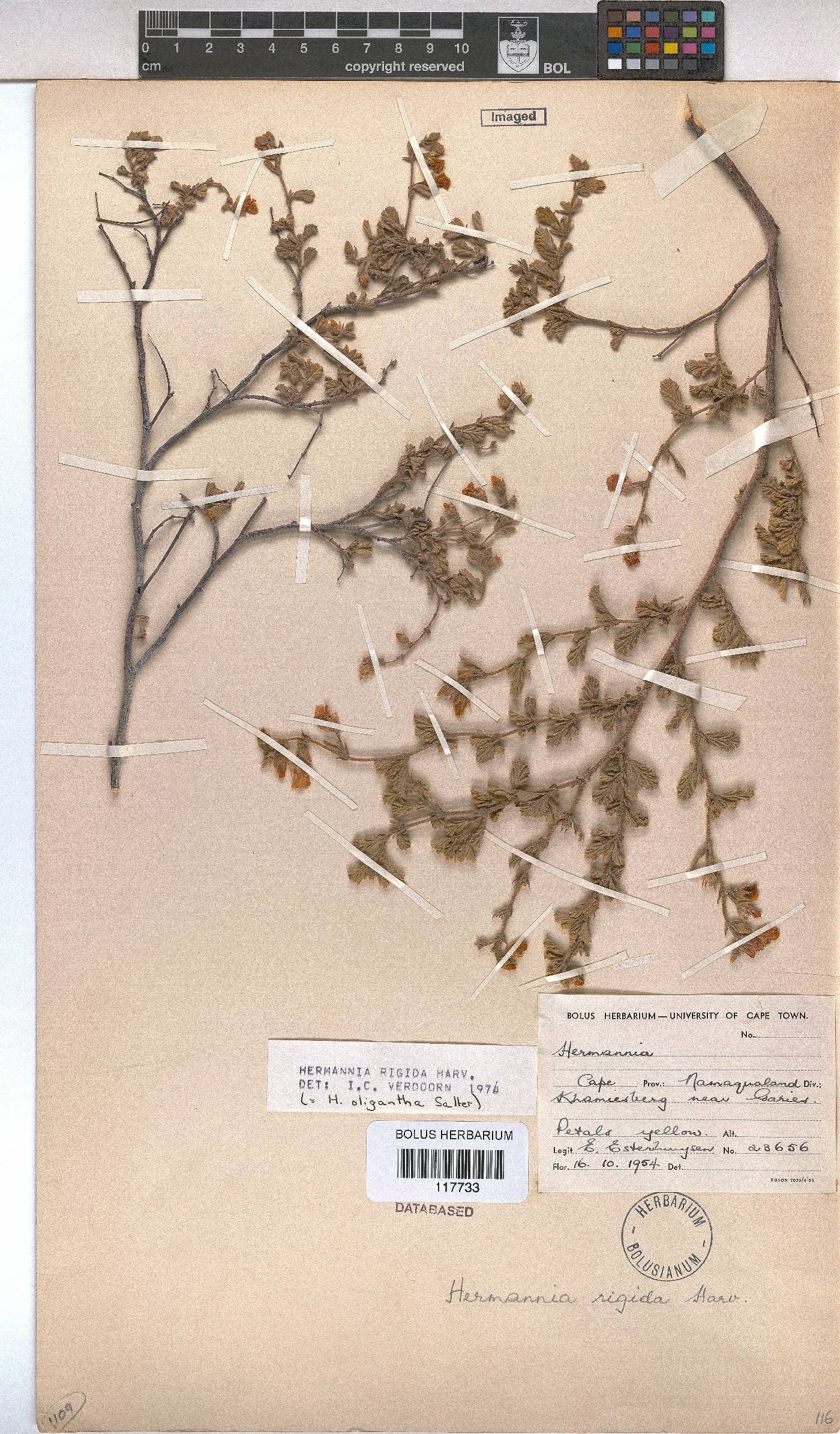 Hermannia rigida image