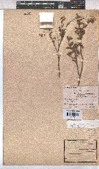 Hermannia rigida image