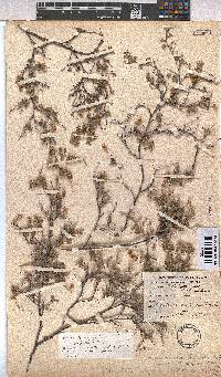Hermannia rigida image