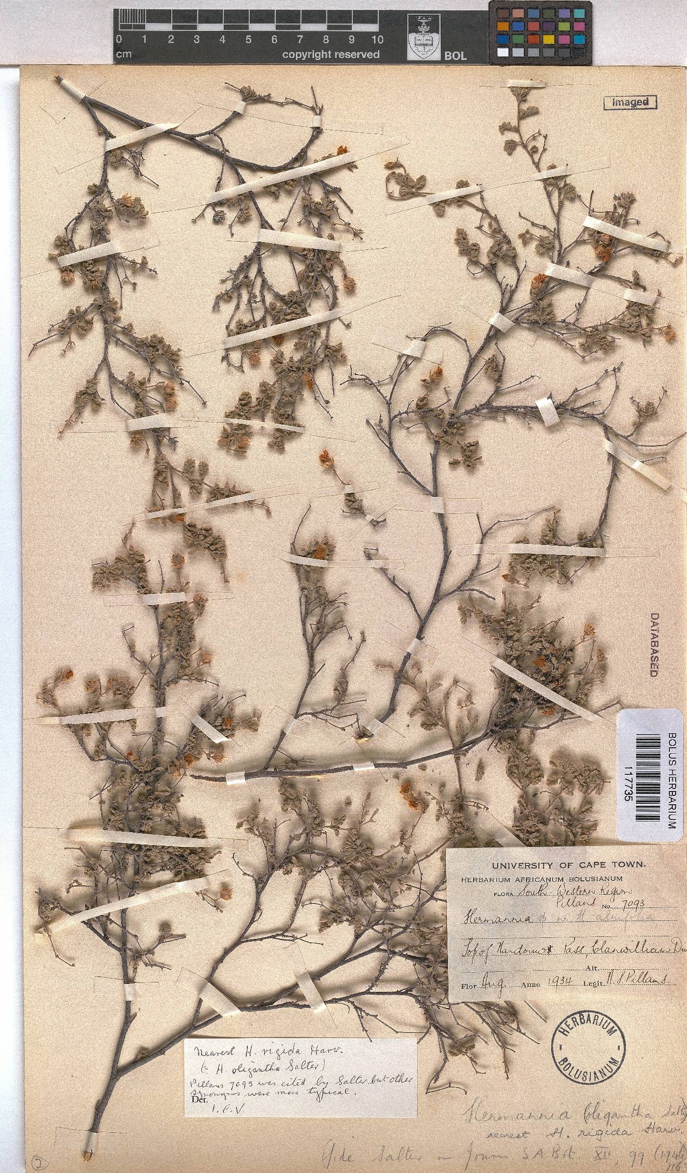 Hermannia rigida image