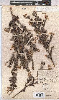 Hermannia aspera image