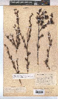 Hermannia aspera image
