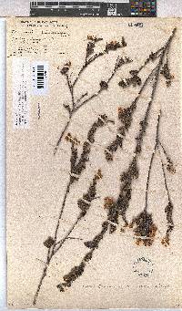 Hermannia aspera image