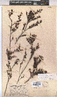 Hermannia aspera image