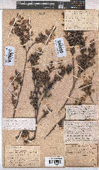 Hermannia aspera image