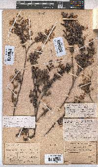 Hermannia aspera image
