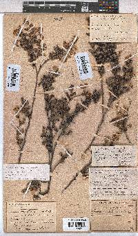 Hermannia aspera image