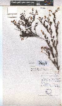 Hermannia aspera image