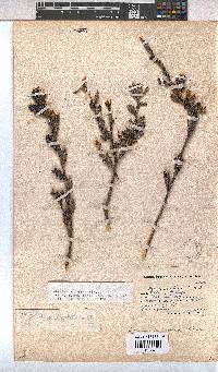 Hermannia aspera image