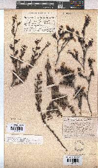 Hermannia aspera image