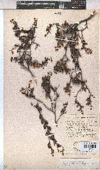 Hermannia aspera image