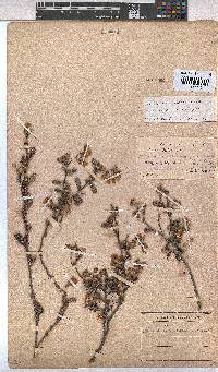 Hermannia aspera image