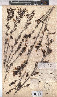 Hermannia aspera image