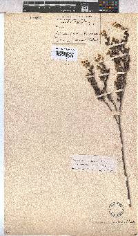 Hermannia aspera image