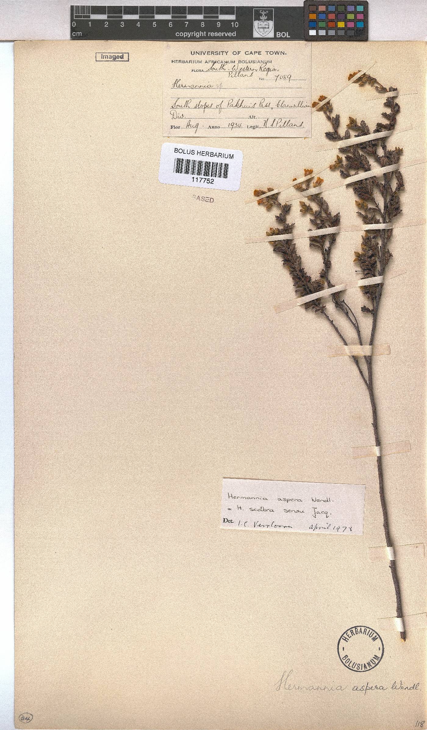 Hermannia aspera image