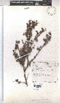 Hermannia aspera image