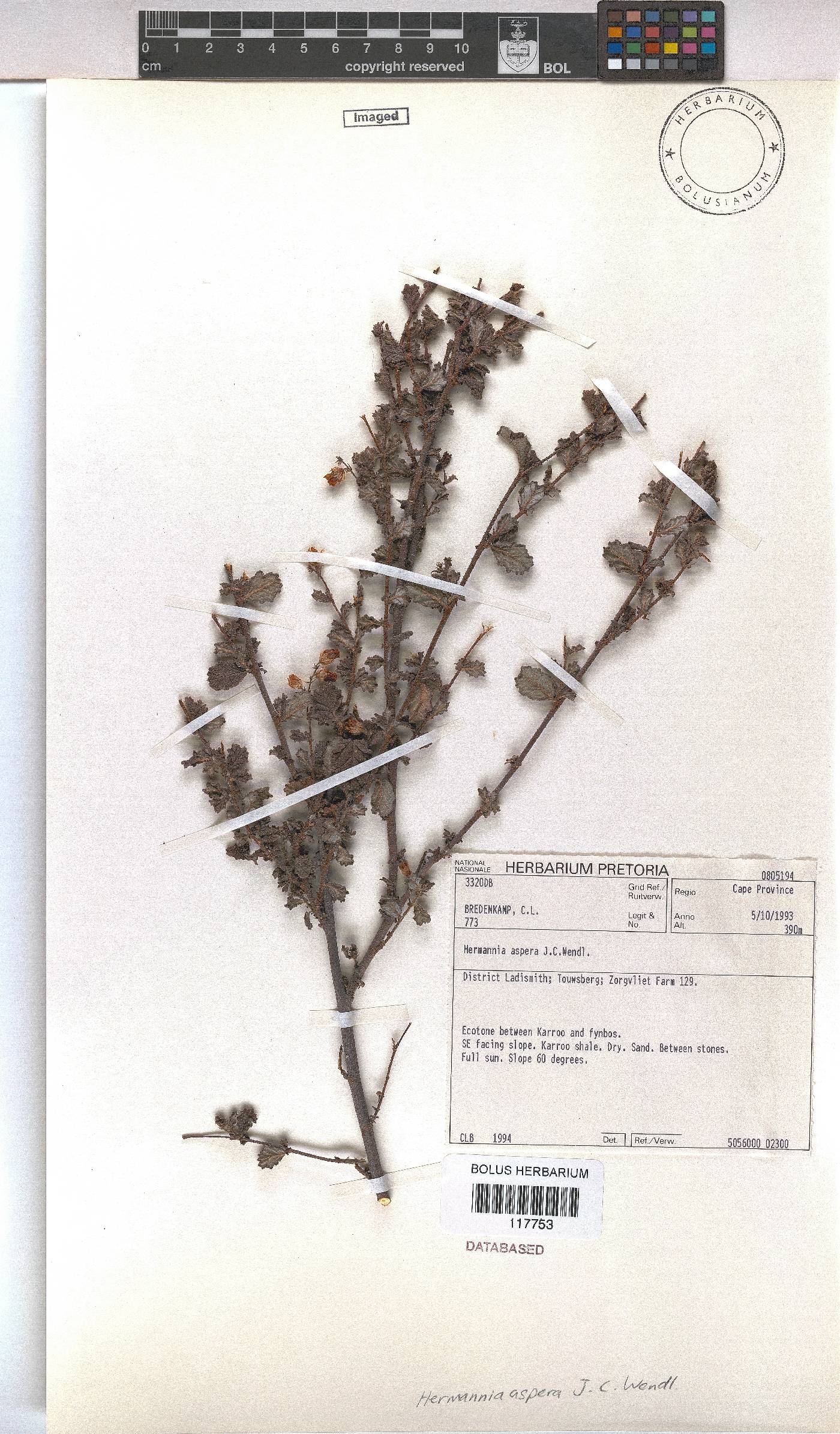 Hermannia aspera image