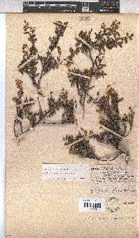 Hermannia aspera image