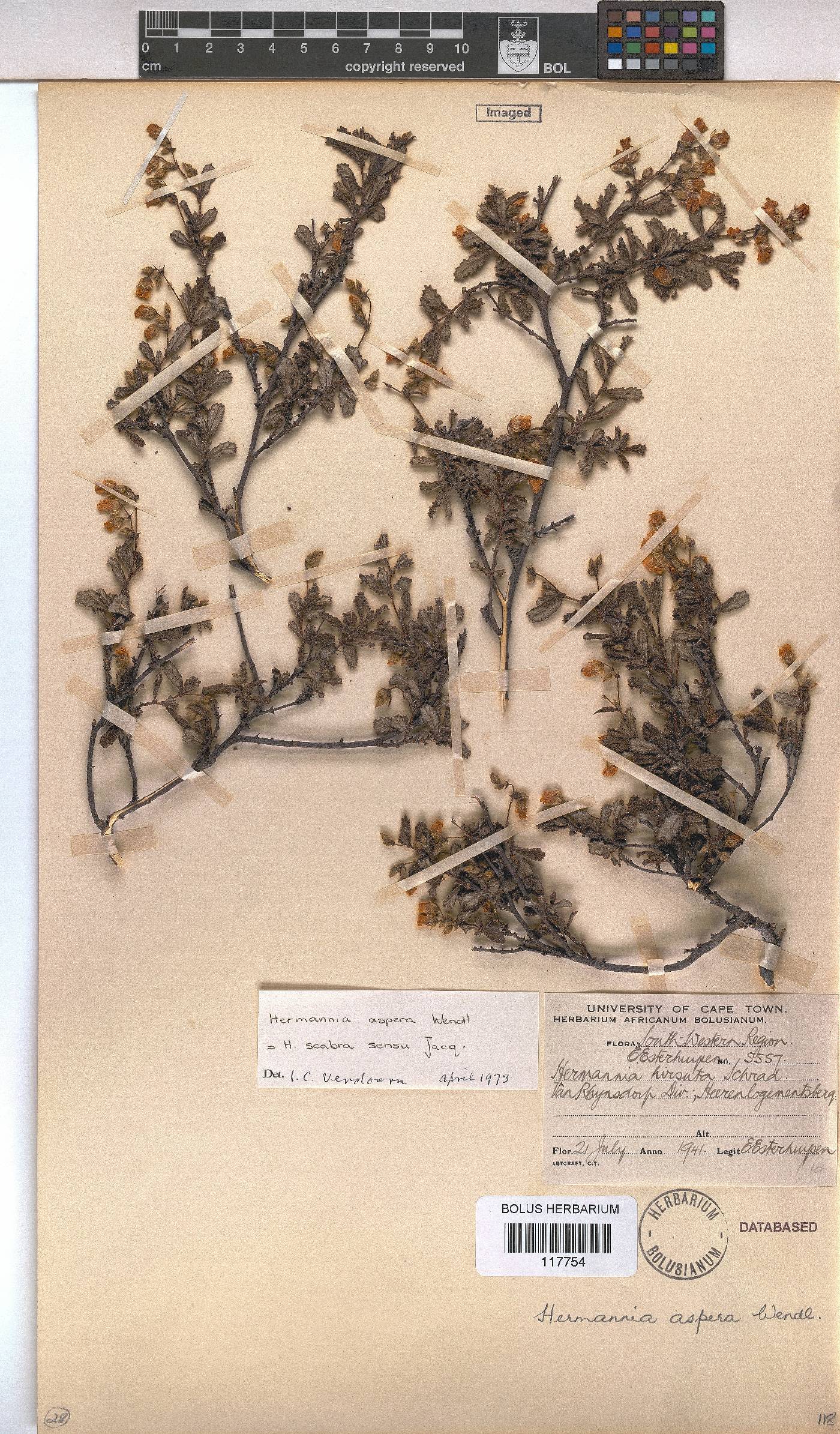 Hermannia aspera image