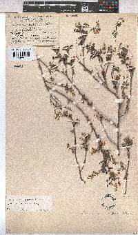 Hermannia aspera image