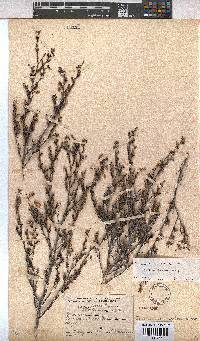 Hermannia aspera image