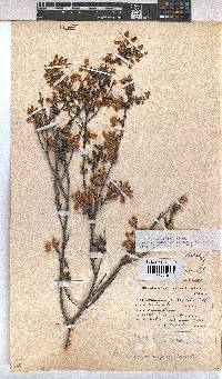 Hermannia aspera image