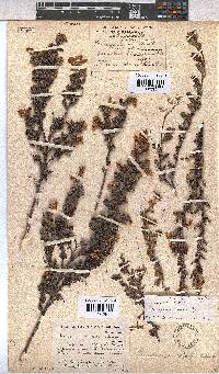 Hermannia aspera image