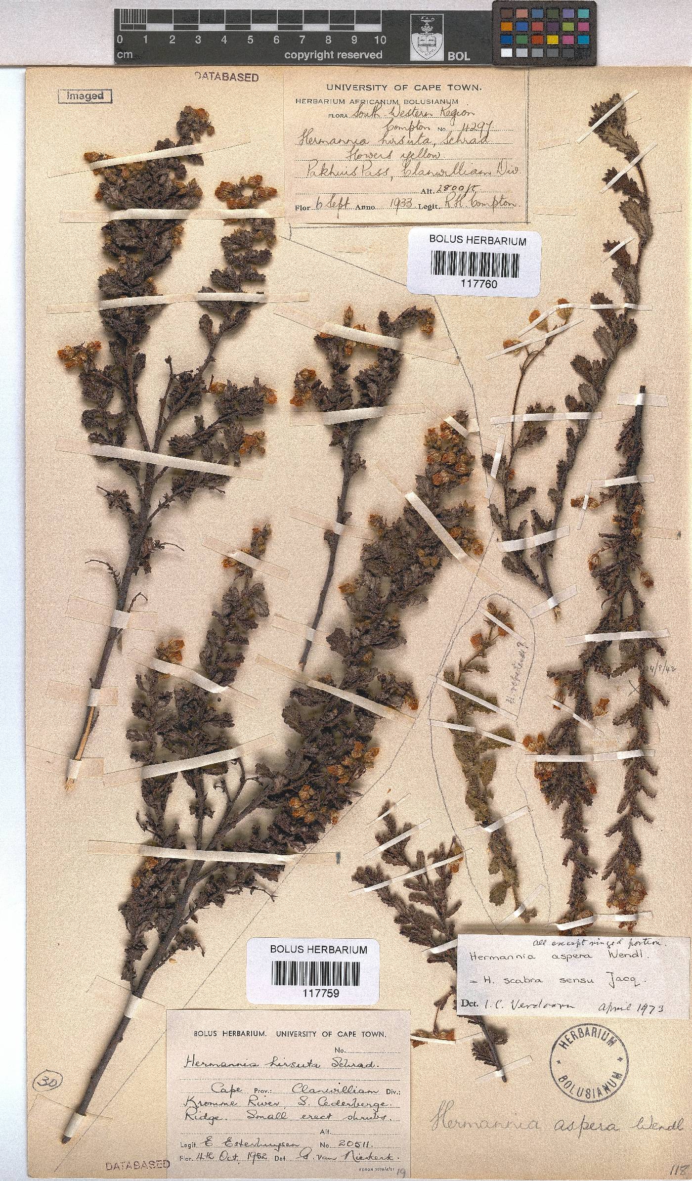 Hermannia aspera image