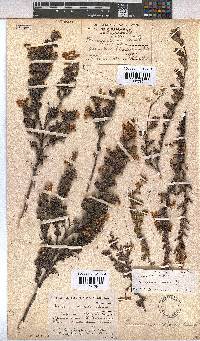 Hermannia aspera image
