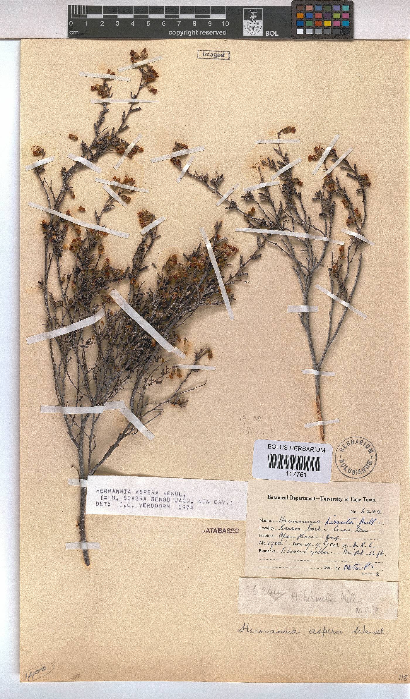 Hermannia aspera image