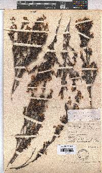 Hermannia aspera image