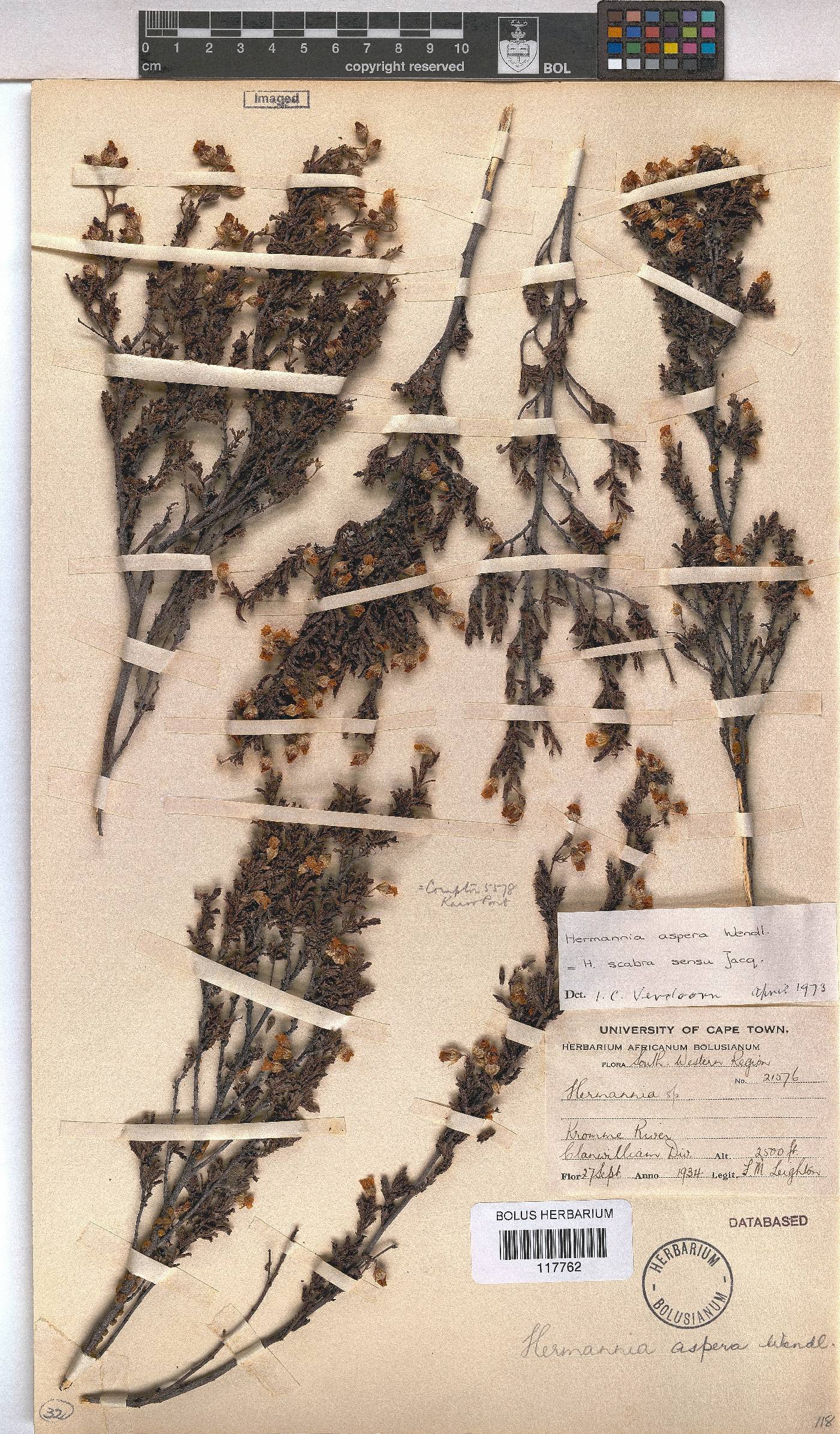 Hermannia aspera image
