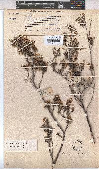 Hermannia aspera image