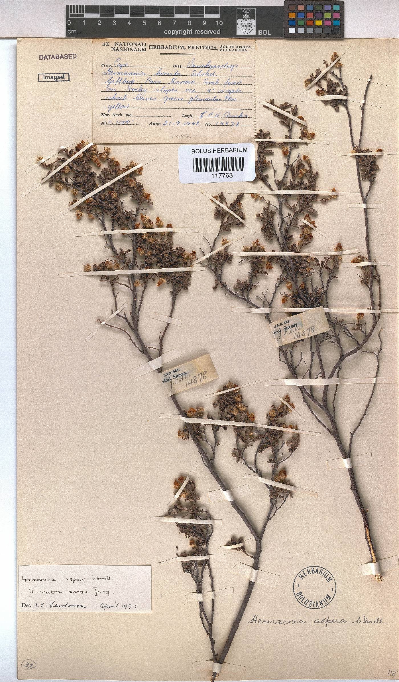 Hermannia aspera image