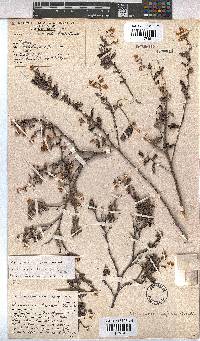 Hermannia aspera image